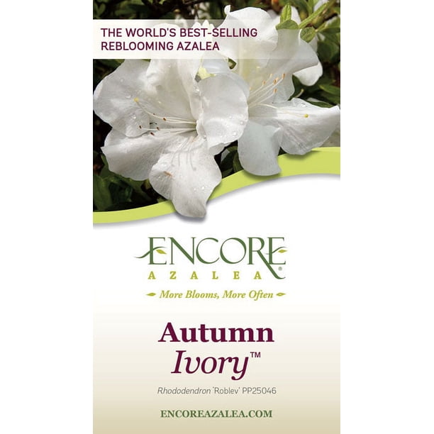 Encore Azalea Autumn Ivory (1 Gallon) White Flowering Shrub - Full
