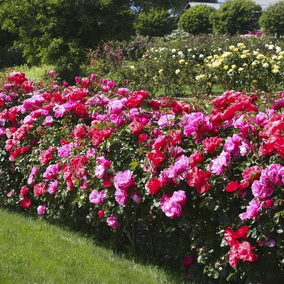 National Plant Network 1 gal. 2-N-1 Freedom Rose with Pink and Red Flowers