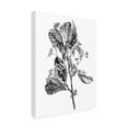 thumbnail image 2 of Emma Scarvey 'Hawthorn Berry Branch II' Canvas Art, 2 of 3