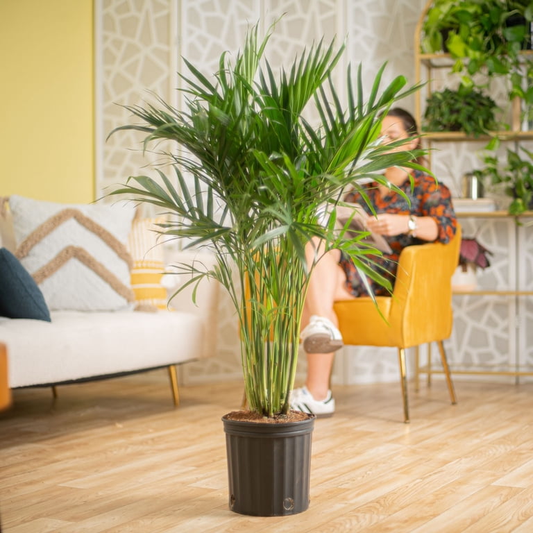 Costa Farms 36" Cat Palm Live House Plants in 10" Grower Pot - Walmart.com