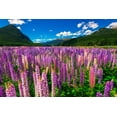 thumbnail image 2 of Bishop, Russ 14x11 White Modern Wood Framed Museum Art Print Titled - Spring lupine in Eglinton Valley-Fiordland National Park-South Island-New Zealand, 2 of 4