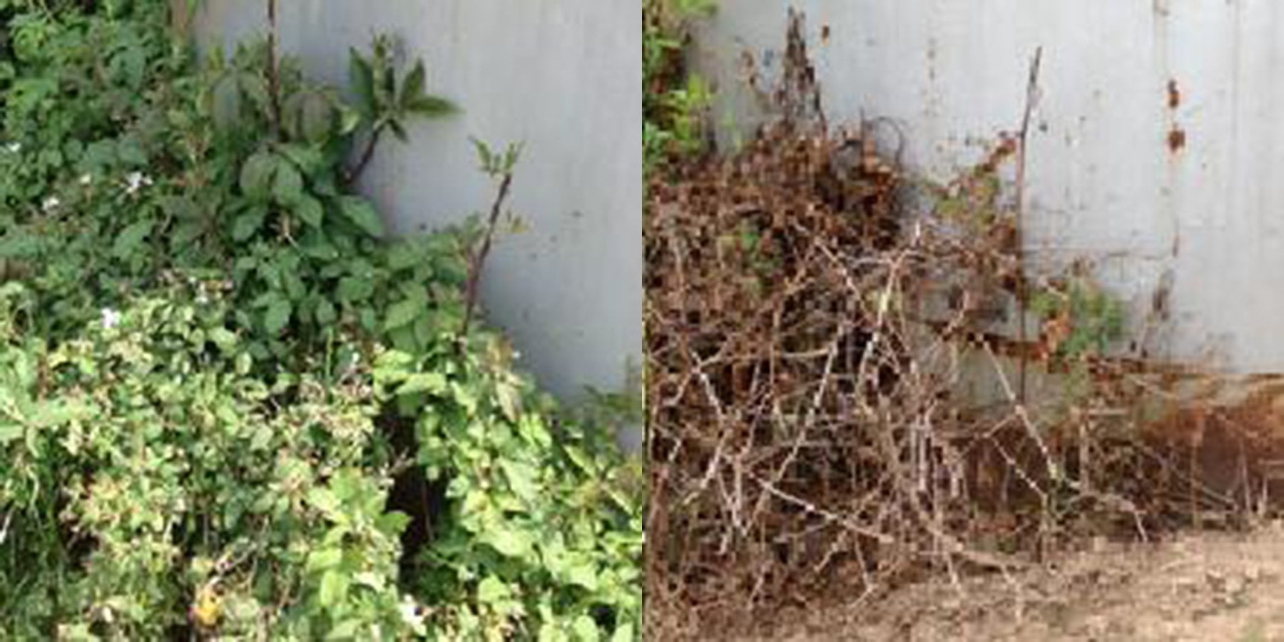 RM43 Total Vegetation Control - Walmart.com