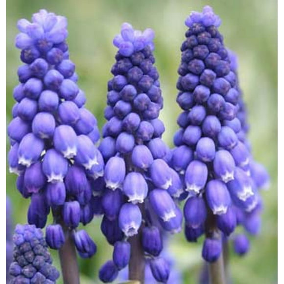Grape Hyacinth Bulbs