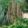 thumbnail image 1 of Outsidepride Acanthus Hungaricus Bear's Breeches Flower Seeds - 20 Seeds, 1 of 1