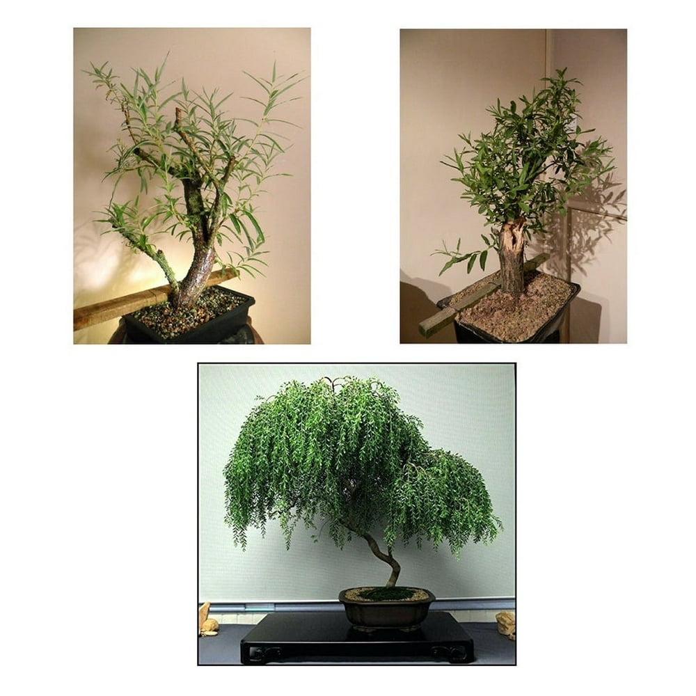 Bonsai Willow Tree Bundle 2 3 Rare, Different Willow Bonsai Tree