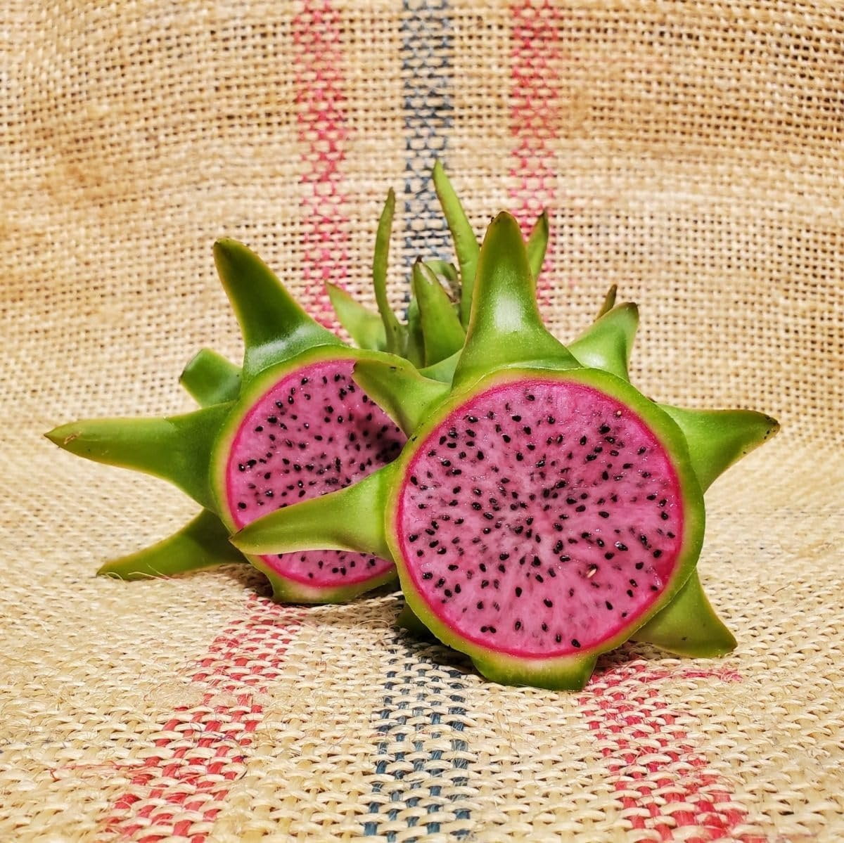 Edgar's Baby Dragon Fruit Tree - 4 Live Starter Plants - Hylocereous Undatus - Edible Tropical Fruit Plant from Florida