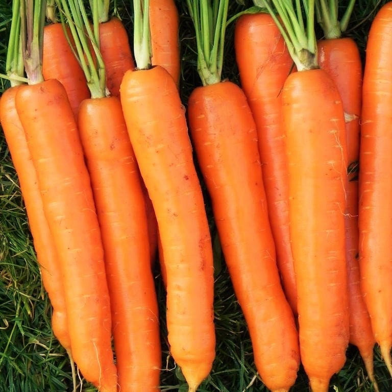 Red Cored Chantenay Carrot Seeds NON-GMO Organically Grown 200 