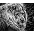 thumbnail image 2 of Ronin 32x26 White Modern Wood Framed Museum Art Print Titled - the male Lion, 2 of 4
