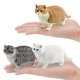 thumbnail image 2 of Juego de figuras Realistic Cat, 5 piezas, PVC, siamés, gato negro para niños, 2 of 3