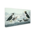 thumbnail image 3 of Trademark Fine Art "Black-Throated Guillemot" Canvas Art by John James Audubon, 3 of 4
