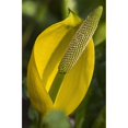 thumbnail image 2 of Skunk Cabbage blooms in swampy areas; Astoria Oregon United States of America Poster Print (12 x 19), 2 of 2