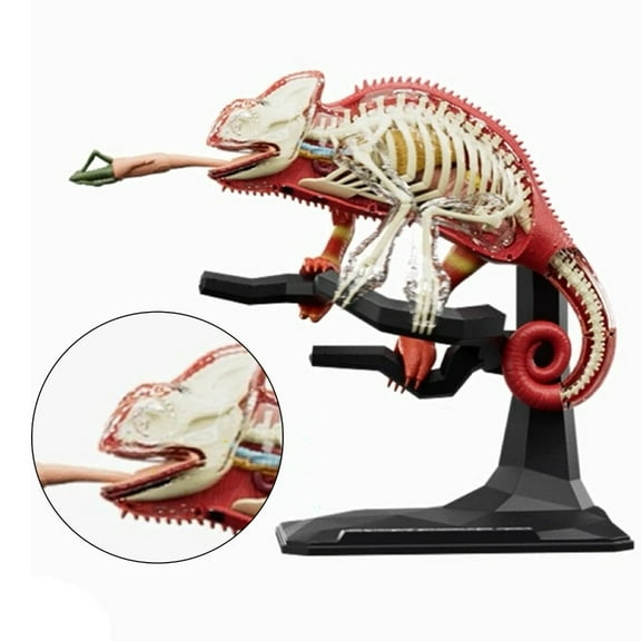 Jesscasday Lizard Anatomy Model for Child Early Teaching Toy