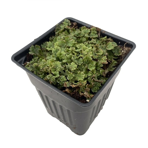 Liverwort Fossil Plant - Perfect for Fairy Gardens & Terrariums - 4" Pot
