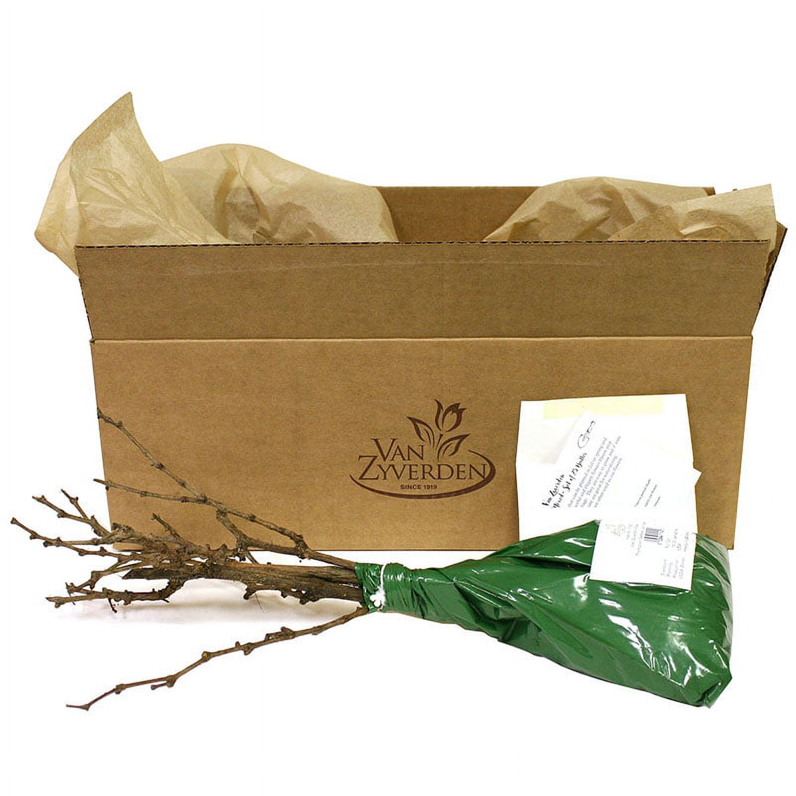 Van Zyverden Grapes Einset Seedless Set of 1 Plant White Full Sun Fruiting 2 lbs
