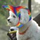 thumbnail image 5 of Sombrero de béisbol para perros Sunnimix Rainbow Colors con agujeros para oídos S, 5 of 8