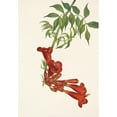 thumbnail image 2 of Mary Vaux Walcott 11x14 Black Ornate Wood Framed Double Matted Museum Art Print Titled: Trumpetcreeper. Bignonia Radicans (1925), 2 of 5