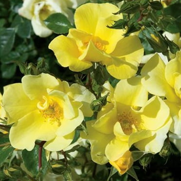 Heirloom Real Garden Floral Yellow Rose Bush - Lady Banks Climbing ...