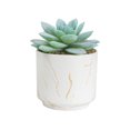 thumbnail image 1 of maskred 4pack/lot Exquisite Crafted Succulent Plant With Good Hand Feeling - Realistic Appearance Non-toxic ES1438-13, 1 of 6