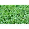 St. Augustine 'Floratam' 3 Inch Sod Plugs 6 Extra Large Live Plugs