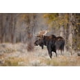 thumbnail image 2 of Jones, Adam 32x23 Gold Ornate Wood Framed with Double Matting Museum Art Print Titled - Bull moose-Grand Teton National Park-Wyoming, 2 of 4
