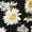 Black-daisy, variant on Juniors Floral Printed Lace Trim Elastic Waist Shorts