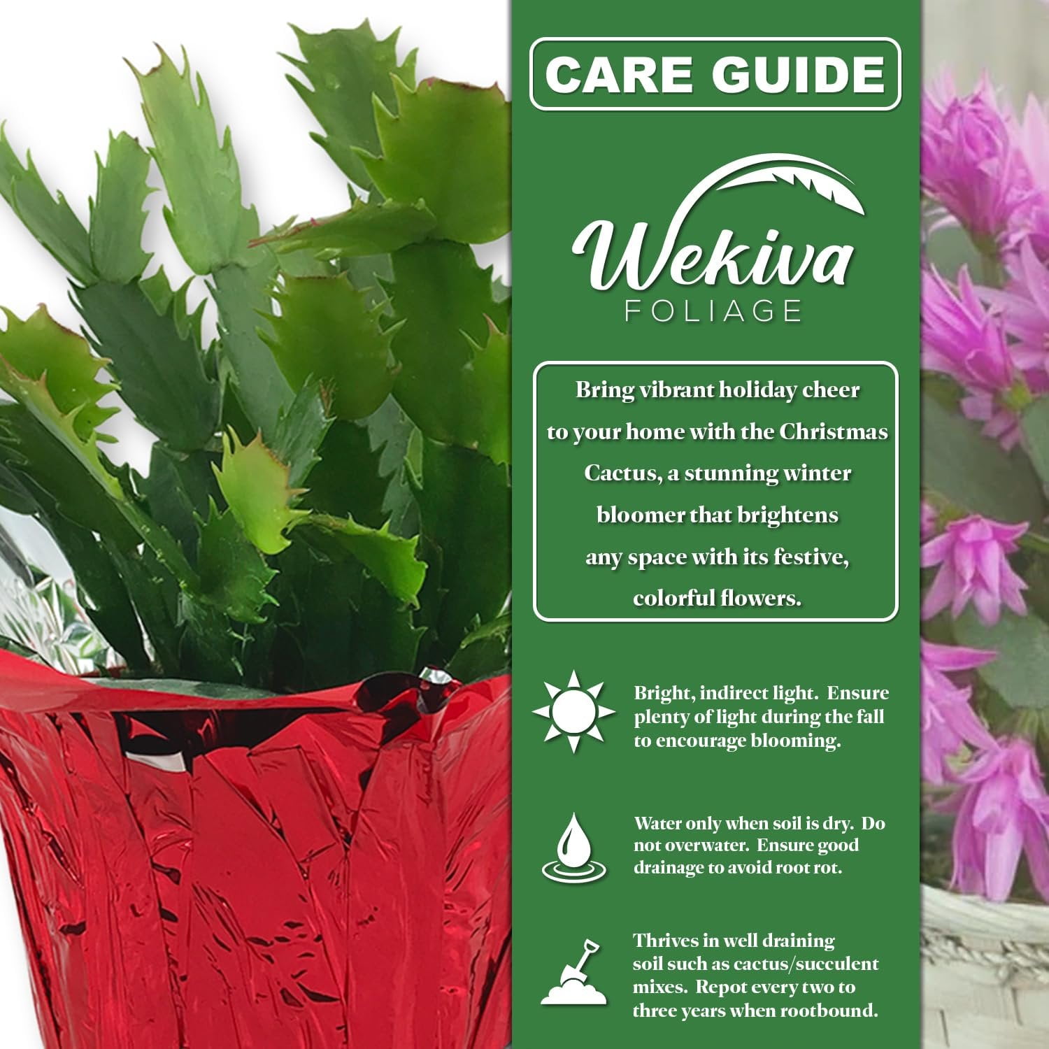 Orange Christmas Cactus - 1 Live Starter Plant - Schlumbergera Bridgesii - Beautiful Colorful Tropical Indoor Succulent