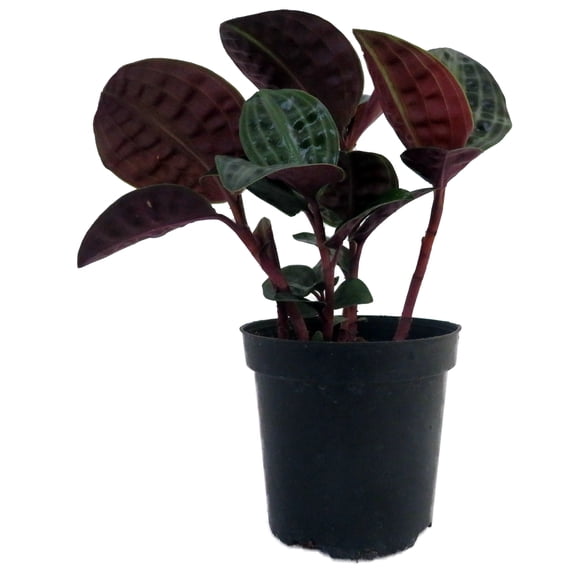 Seersucker Plant - Geogenanthus poeppigii - 4" Pot - Easy House Plant