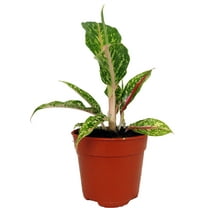 Night Sparkle Chinese Evergreen Plant - Aglaonema - 4" Pot - Collector's Series