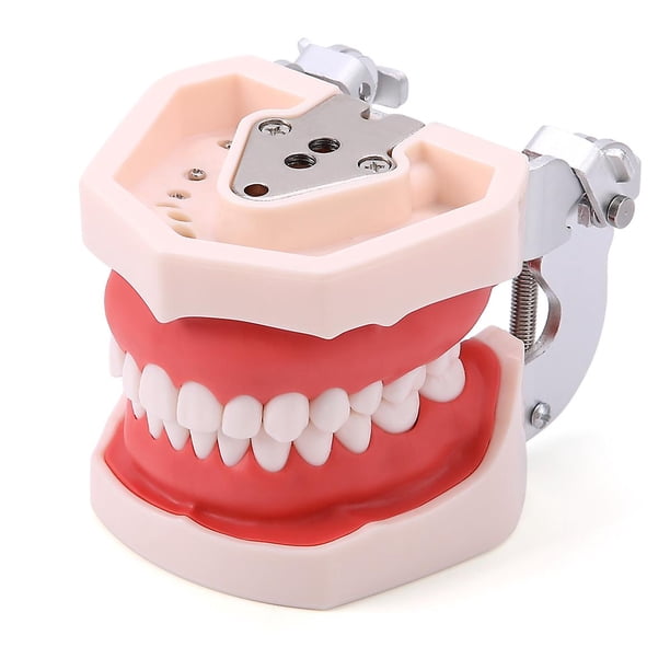 Modelo Dental de resina, modelo de entrenamiento Typodont, modelo de dientes para adultos para práctica de técnico Dental, equipos de dentista para enseñanza de mandíbula de goma