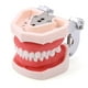thumbnail image 1 of Modelo Dental de resina, modelo de entrenamiento Typodont, modelo de dientes para adultos para práctica de técnico Dental, equipos de dentista para enseñanza de mandíbula de goma, 1 of 5