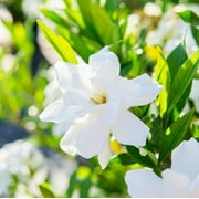 1 gal. Frost Proof Gardenia - Fragrant White Blooms - Perfect Dwarf Accent for Any Landscape
