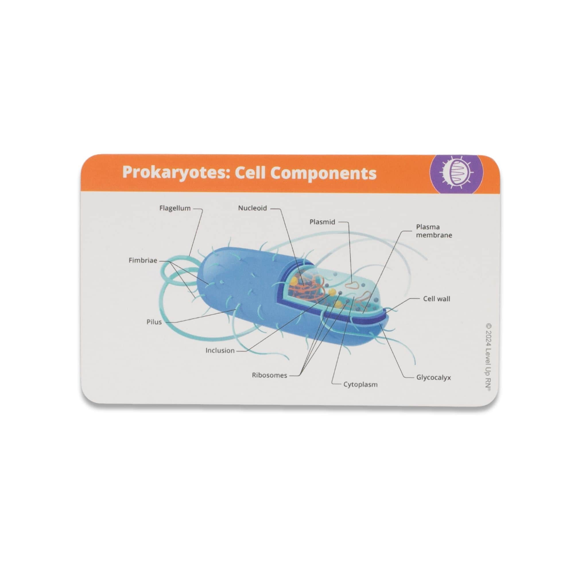 Level UP RN Microbiology LPN RN Flash Cards – Nursing School Essentials for Students (400 Cards)