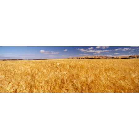Barley crop growing on field, California, USA Print Wall (Best Crops To Grow In California)