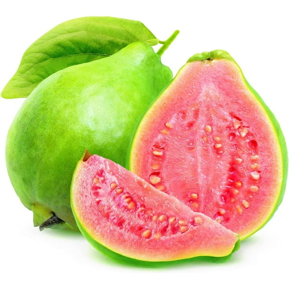 CZ Grain 250 Guava Fruit Tree Plant Seeds, Exotic