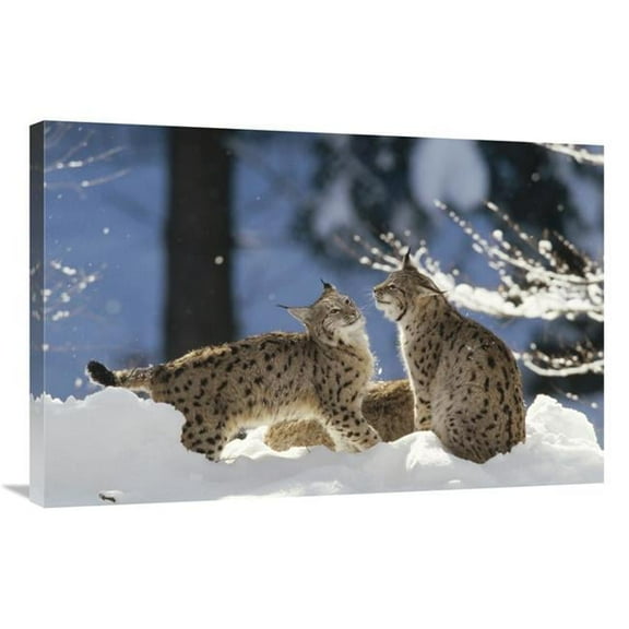 24 x 36 in. Eurasian Lynx Pair, Bayerischer Wald National Park, Germany Art Print - Konrad Wothe