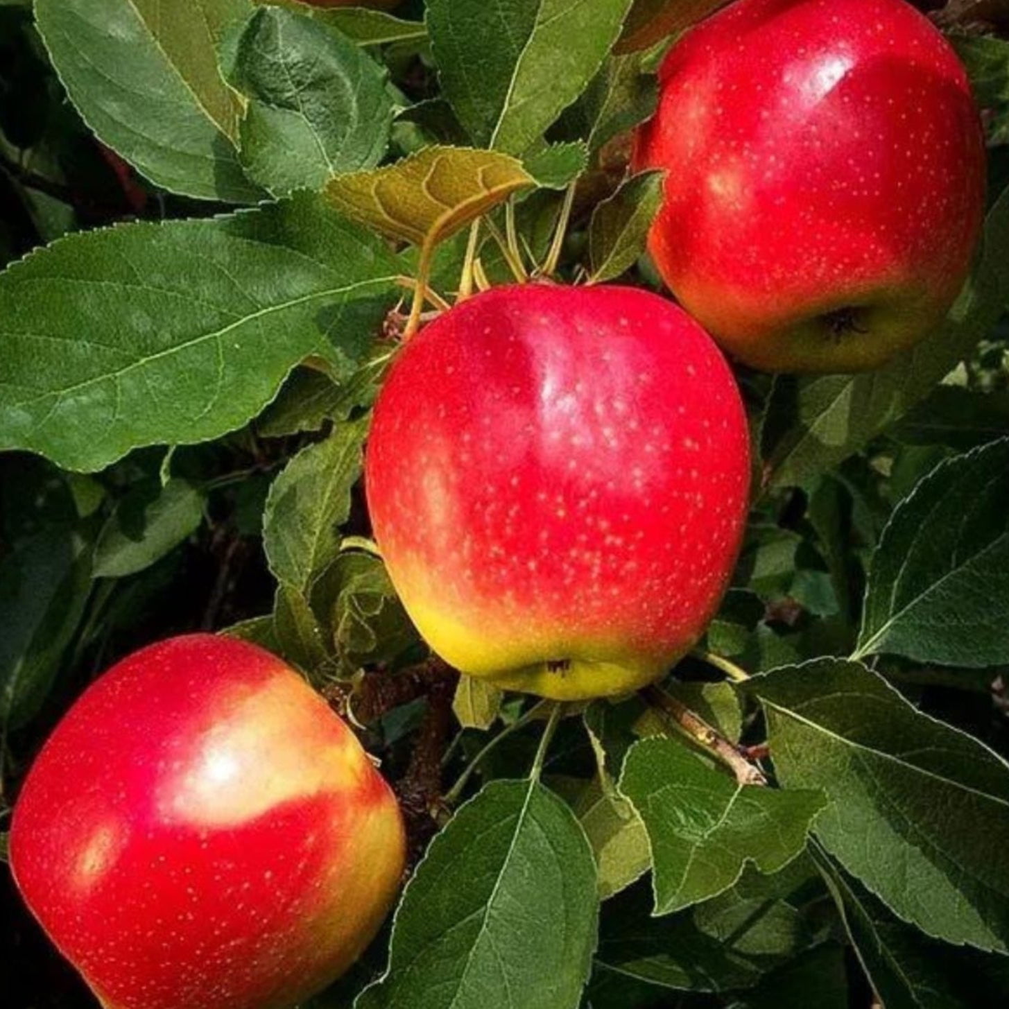 Expert Gardener 3-4 ft. tall Semi Dwarf Gala Apple Live Tree in 7- Gallon Grower Pot