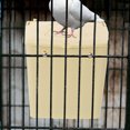 thumbnail image 4 of SWETRACE 3Pcs Durable Beige Bird Nesting House Hanging Bird Roosting Box for Outdoor Garden, 4 of 8
