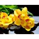 thumbnail image 1 of 30x40cm 5d Diy Diamond Painting Full#c,flores,diamantes de imitación diy, 1 of 5