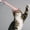 Green, variant on New Smart Electric Laser Cat Ball Toy - Interactive Automatic and Handheld Pet Cat Toy, Rechargable, Fun, and Engaging (Green)