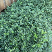 Dark Roast Helleri Holly Live Plant in a #3