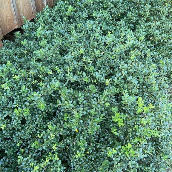 Dark Roast Helleri Holly Live Plant in a #3