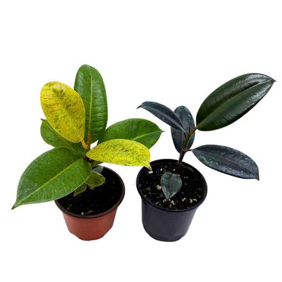 Ficus elastica Assortment, 4 inch, Variegated Rubberplant Variety, Dark and White Rubber Plant