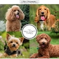thumbnail image 5 of Professional Dog Slicker Brush for Goldendoodles, Labradoodles, Poodles, Detangle and Style Coat, Saves Time and Energy, Coral Color, Large Size, 5 of 10