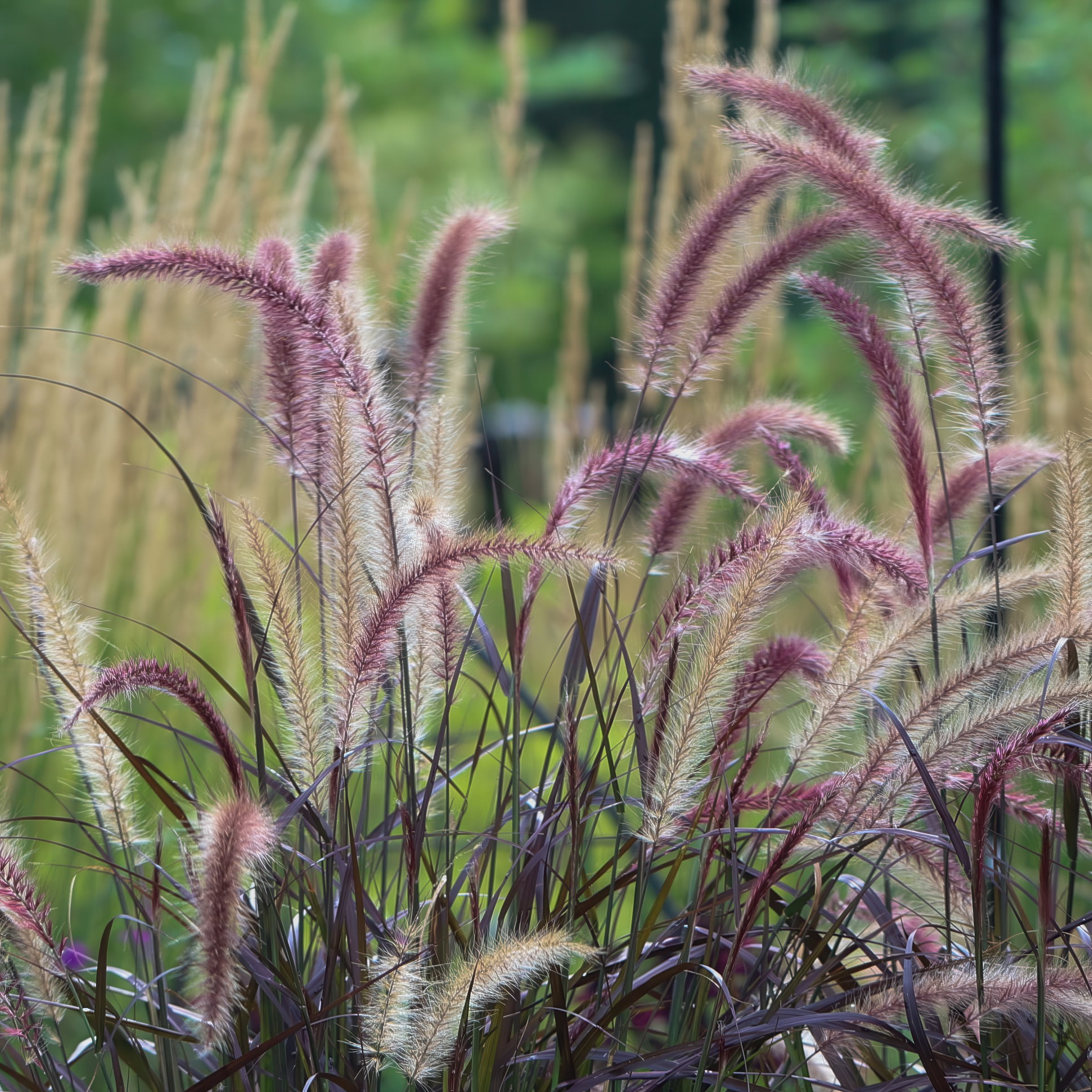 National Plant Network 4 in. Purple Fountain Live Ornamental Grass (3-Pack)