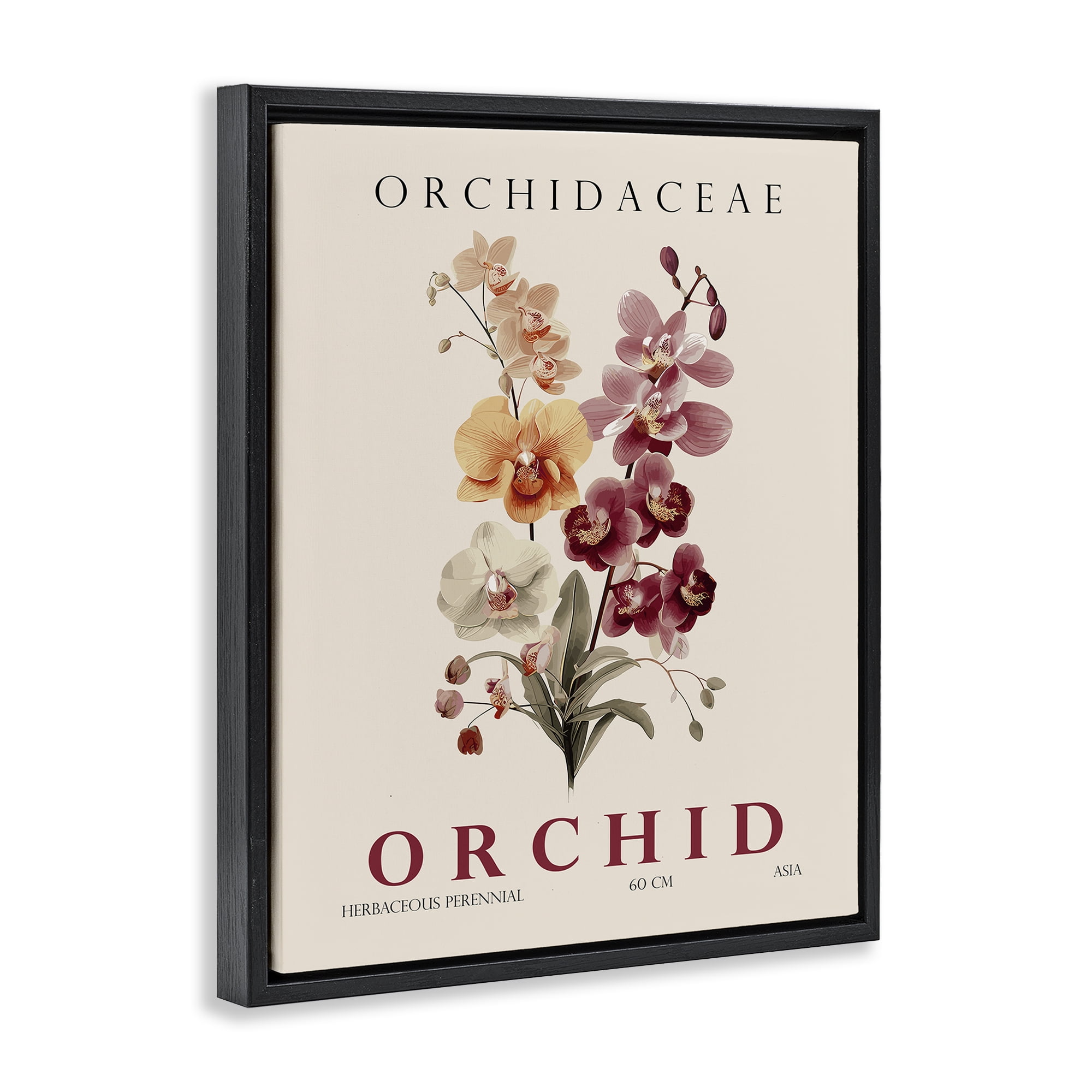 Stupell Industries Natural Orchid Bundle Black Framed Floater Canvas Wall Art, design by Christopher Giampietro