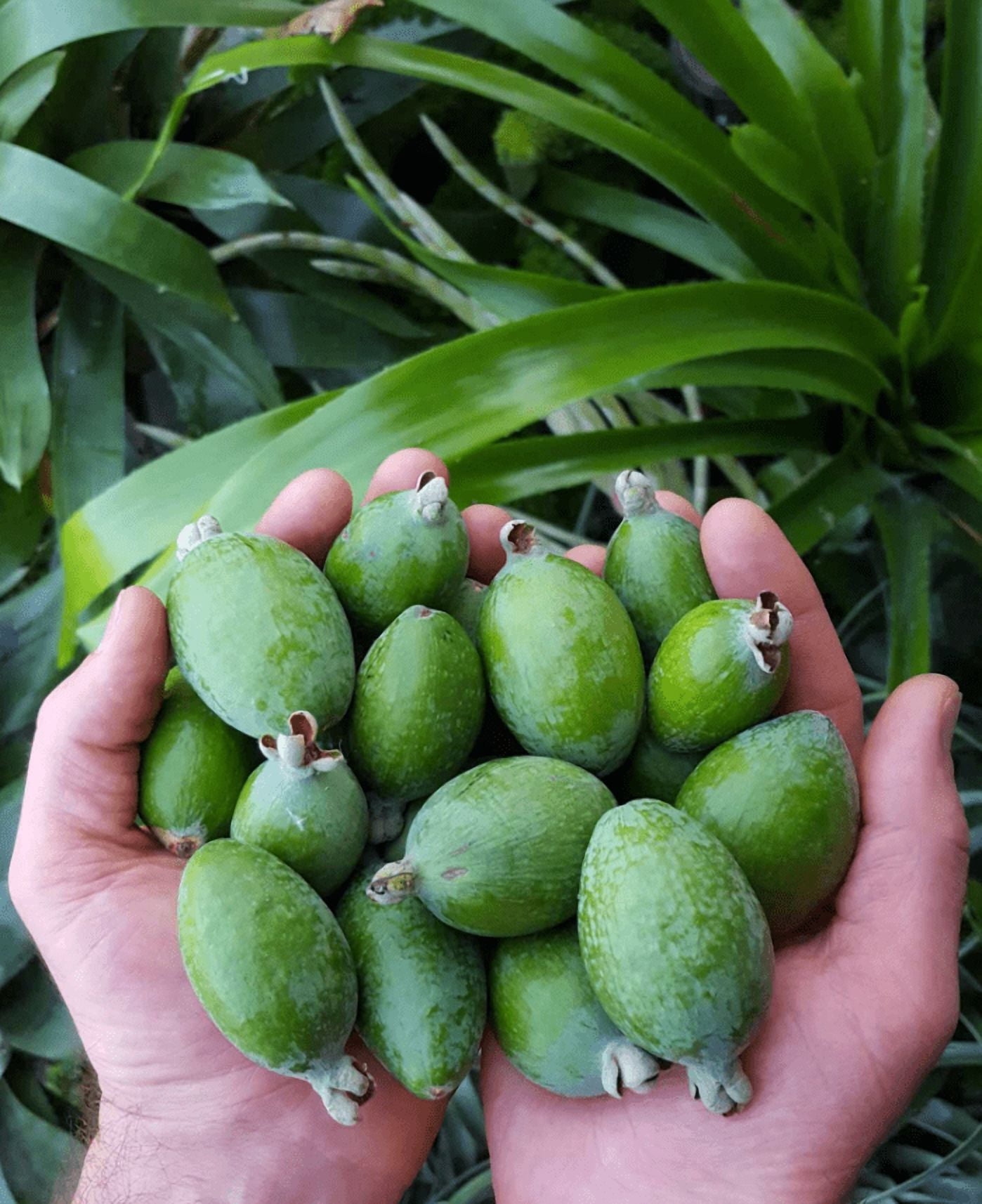 Guava Tree Live Plant for Planting, Pineapple Guava Plant Live 4 to 6 Inc Tall, Tropical Guava Fruit Tree for Planting Indoor Outdoor Garden