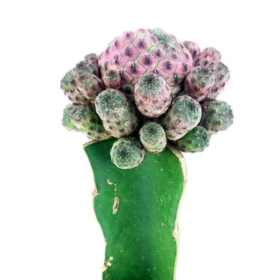 Sulcorebutia Rauschii Rare Cactus - 4 inch   Clay Pot
