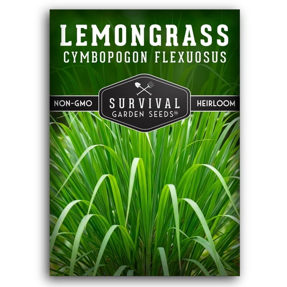 Lemongrass Seeds - Full Sun Annual Herb - 1 Pack