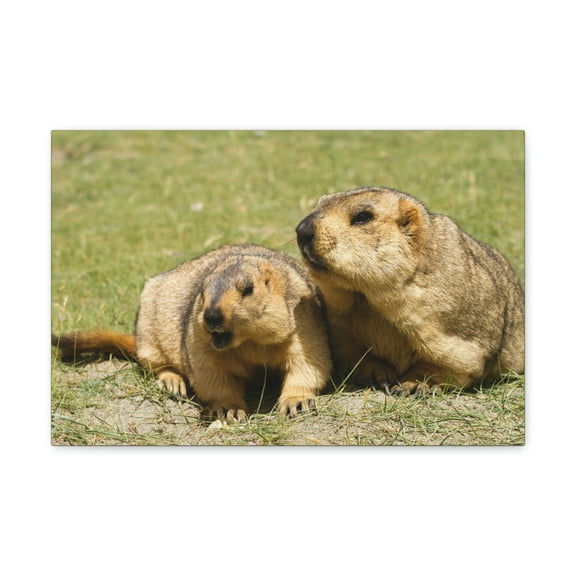 Woodchuck Couple Woodchuck Couple Print Animal Wall Art Wildlife Canvas Prints Wall Art Ready to Hang Unframed