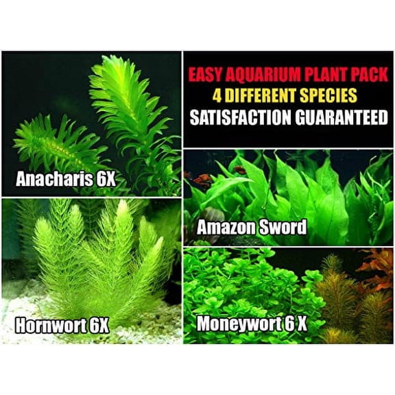 Easy Live Aquarium Plants Package - 4 Kinds - Anacharis, Amazon and more!